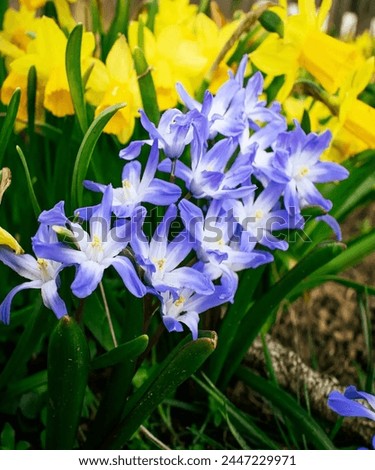 Similar – Image, Stock Photo scilla Meadow Flower