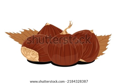 Chestnut vector icon.Cartoon vector icon isolated on white background chestnut.