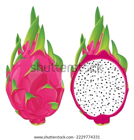 summer tropical fruits for healthy lifestyle red dragon fruit whole fruit and half vector illustration flat cartoon icon isolated on white.Vector eps 10. perfect for wallpaper or design elements