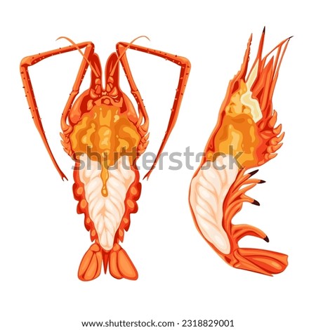 Burn shrimp on white background.Vector illustration
