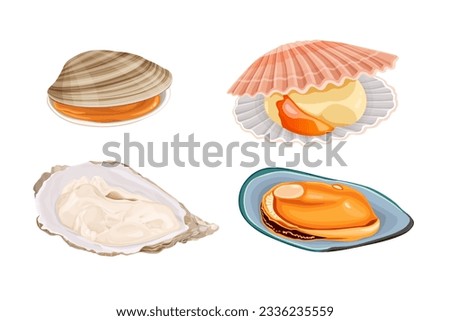 Clams, oysters, mussels, scallops isolated on white background. vector illustration Photo stock © 