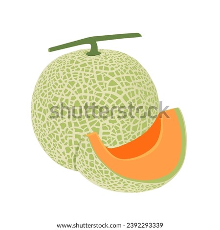 Cantaloupe melon, fruit vector illustration 10