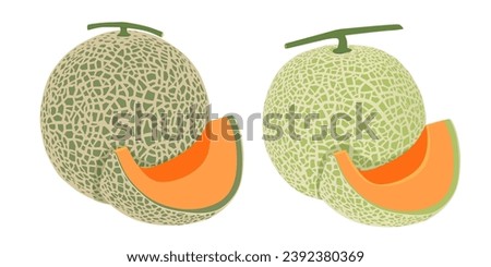 Cantaloupe melon, fruit vector illustration 10