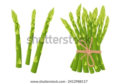 Asparagus vector illustration. isolated on white background. Vector eps 10. perfect for wallpaper or design elements