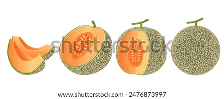 Cantaloupe melon, fruit vector illustration 10