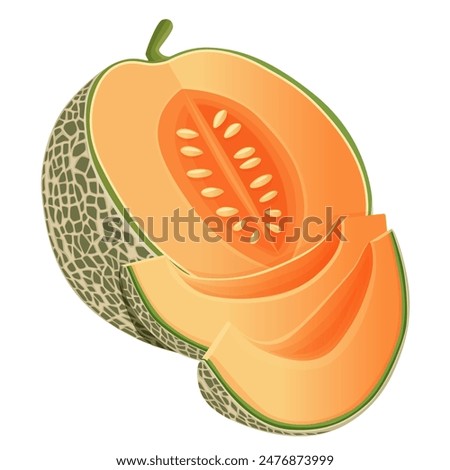 Cantaloupe melon, fruit vector illustration 10