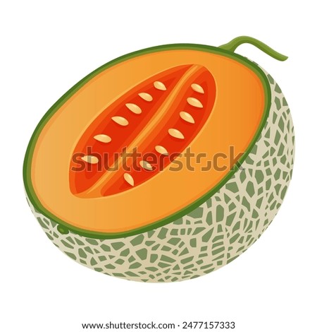 Cantaloupe melon, fruit vector illustration 10