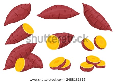 Sweet Potato vector. Sweet Potato on white background.