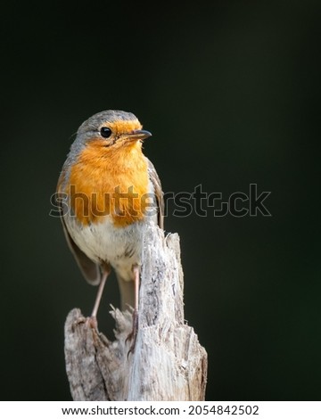 Similar – Image, Stock Photo Robin on the branch