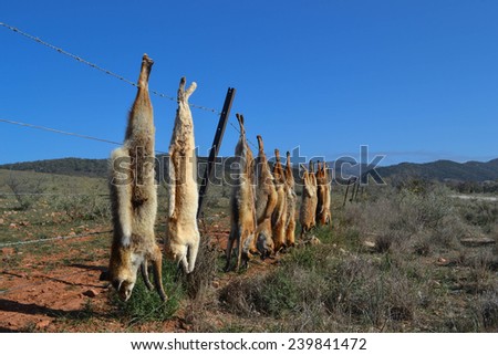 dead feral foxes on a fence in south australia\'s flinders ranges