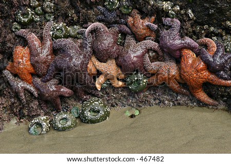 Sea Stars (Starfish) and Sea Anemones on a rock - waiting for the tide to come in