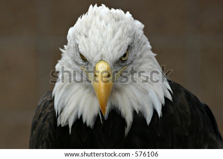 Bald Eagle (Haliaeetus leucocephalus) - Looking directly into the camera - angry look in his eyes