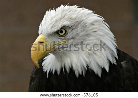 Bald Eagle (Haliaeetus leucocephalus) profile -  looking down