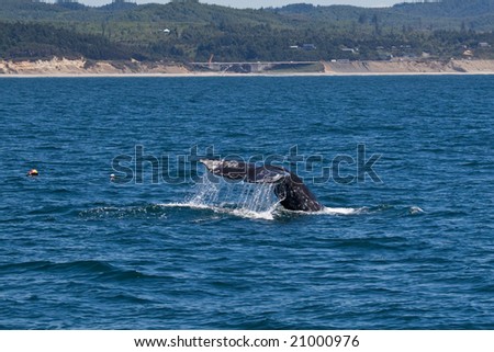 Gray Whale (Eschrichtius robustus) diving off the coast near Newport, Oregon