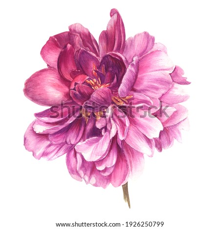 Watercolour image of a purple plant. Detailed realistic peony for print, postcard, poster, book decoration and other printed products.