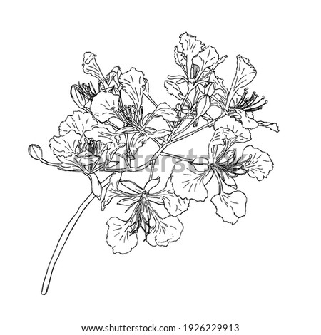 isolated black sketch of Barbados Pride or Dwarf poinciana, Flower french, Paradise Flower, peacock's crest, Pride of Babados on white background