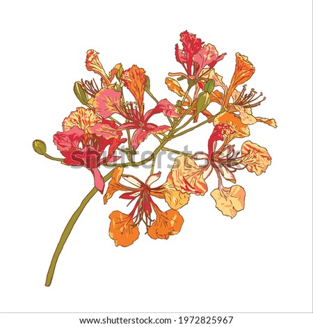 isolated of Barbados Pride or Dwarf poinciana, Flower french, Paradise Flower, peacock's crest, colorful Pride of Barbados on white background, vector illustration