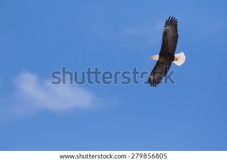a bald eagle soaring in the blue sky near a single cloud