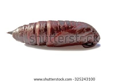 Privet Hawk Moth in pupa stage on white background.