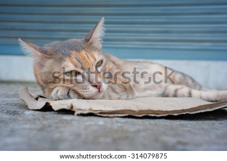 Vintage tone a portrait cats pet, Lazy cat resting on the floor soft focus, Cat Closeup