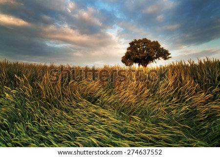 Tree in the field, South Moravia, Czech