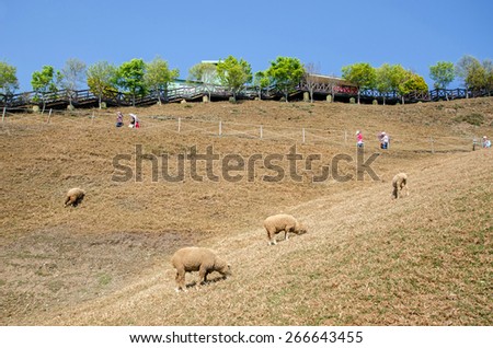 Cingjing,Taiwan - March 20,2015 : Sheep grazing around the Cingjing farm,it is the one of the most attractive tourist place in Nantou,Taiwan.People can seen exploring around it.