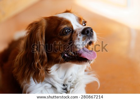 King Charles Spaniel (English Toy Spaniel) - small dog breed of the spaniel type
