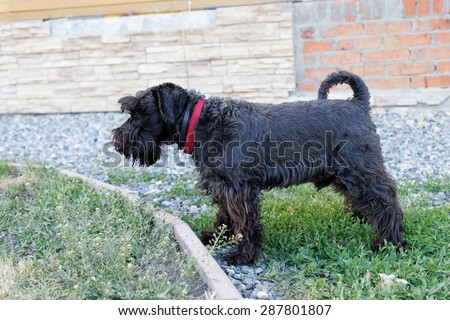 Black dog Zwergschnauzer with a red collar on a background of a wall