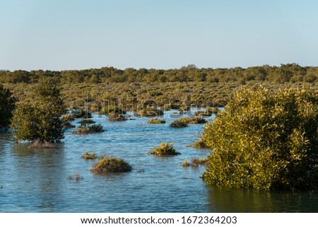 Mangrove forest in the seaside of Jubail island in Abu Dhabi, UAE