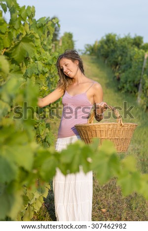 Young girl in grape harvest with big wicker basket for storing grapes. Working in field