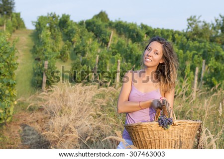 Young happy brunette girl in grape harvest with big wicker basket for storing grapes. Working in the field