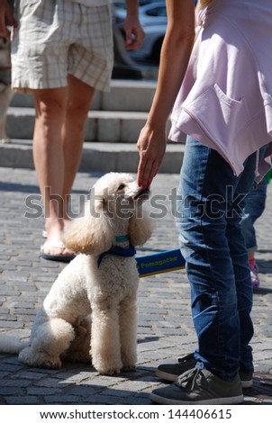 LJUBLJANA, SLOVENIA - JUNE 29: Society for therapeutic dogs Tacke Pomagacke (Helping paws) has a presentation at ARTish festival  in Ljubljana, SI, June 29, 2013. White poodle therapy dog trainee.