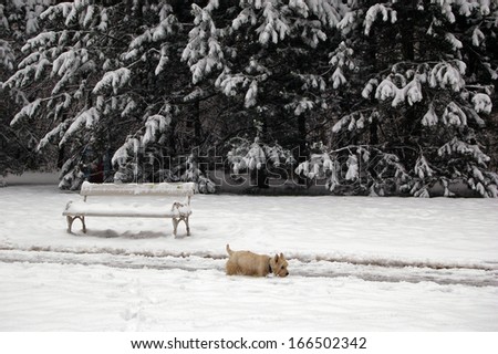 West highland terrier takes a walk in snow covered path in a park