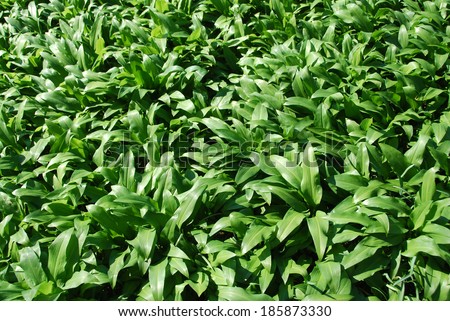 Allium ursinum (ramsons) - edible plant, but similar to poisonous