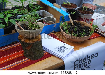 LJUBLJANA, SLOVENIA - MAY 17, 2014: Seedlings of chenopodium and lentils for switch at Chelsea fringe festival, alternative gardening festival. Various projects took place in towns throughout Europe.