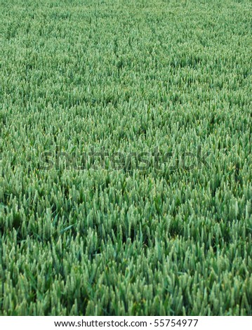 a field of wheat not ready