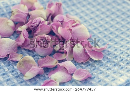 Dried roses petals on textile texture, romantic background, selective focus, filtered in retro style.