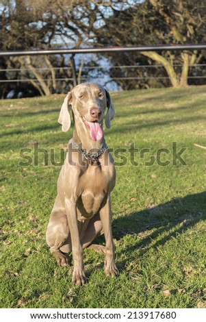 A happy dog panting, sitting on the grass in a park, looking at the camera, purebred hunting female Weimaraner, also known as silvery-gray, gray ghost or silver ghost.