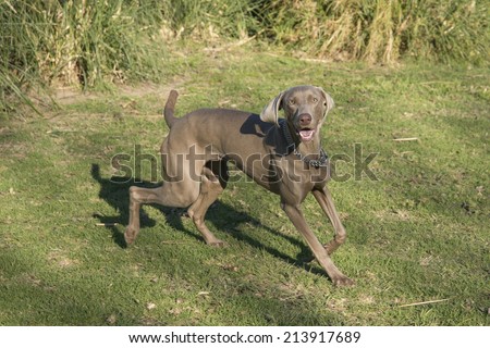 A happy excited dog, running and looking at the camera, purebred hunting female Weimaraner, also known as silvery-gray, gray ghost or silver ghost.