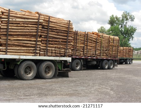 Trucks with load of tree trunks of eucalyptus. Rosario city, Argentina