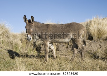 A donkey, ass or burro at Cordoba, Argentina. (Equus africanus asinus)