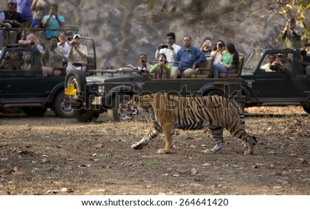 RANTHAMBORE, INDIA, MARCH 11 2015. The Indian Government\'s tiger protection schemes have caused the wild tiger population to doubled in the past few years