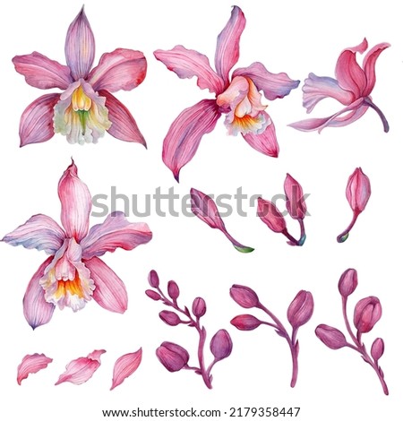 Pink orchid, Orchid aliment set with floral arrangements. Imagine de stoc © 