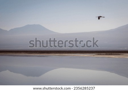 Similar – Foto Bild Flamingos überfliegen den Salar de Atacama