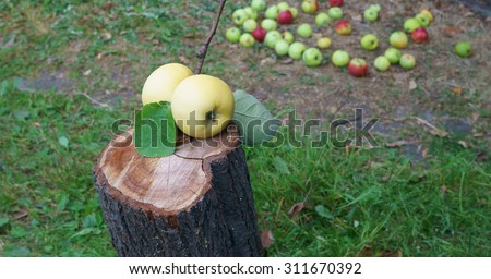 two apples on a tree stump in the garden of the general plan