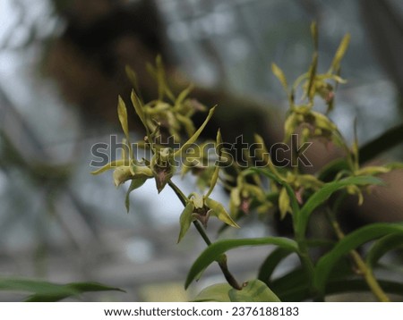 Similar – Image, Stock Photo ghostly violets in bloom