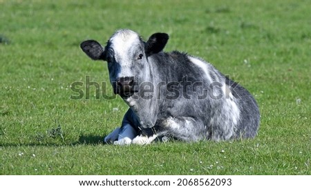 Portrait of a beautiful gray piebald cow, which has made itself comfortable in the pasture and looks relaxed into the camera Stock foto © 