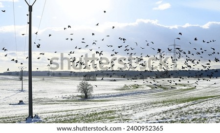 Similar – Image, Stock Photo Snowy farmland against frosted forest at horizon under blue sky with white fluffy clouds