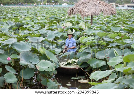 HANOI, VIETNAM, JULY 4: Unidentified farmer pick lotus on July 4, 2015 in Hanoi, Vietnam. Lotus tea HOTAY is the specialty of HANOI