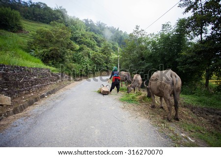 Northwest Vietnam, September 11, 2015: Ethnic Hmong woman went to seek food for their cattle, H\'mong ethnic minorities of Vietnam, they have very poor life